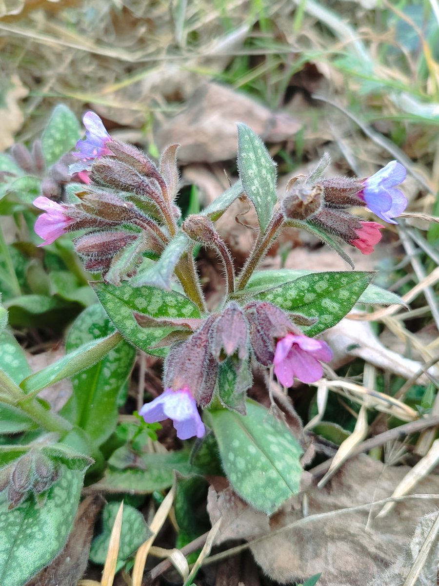 CdA Valls d'Àneu tweet media