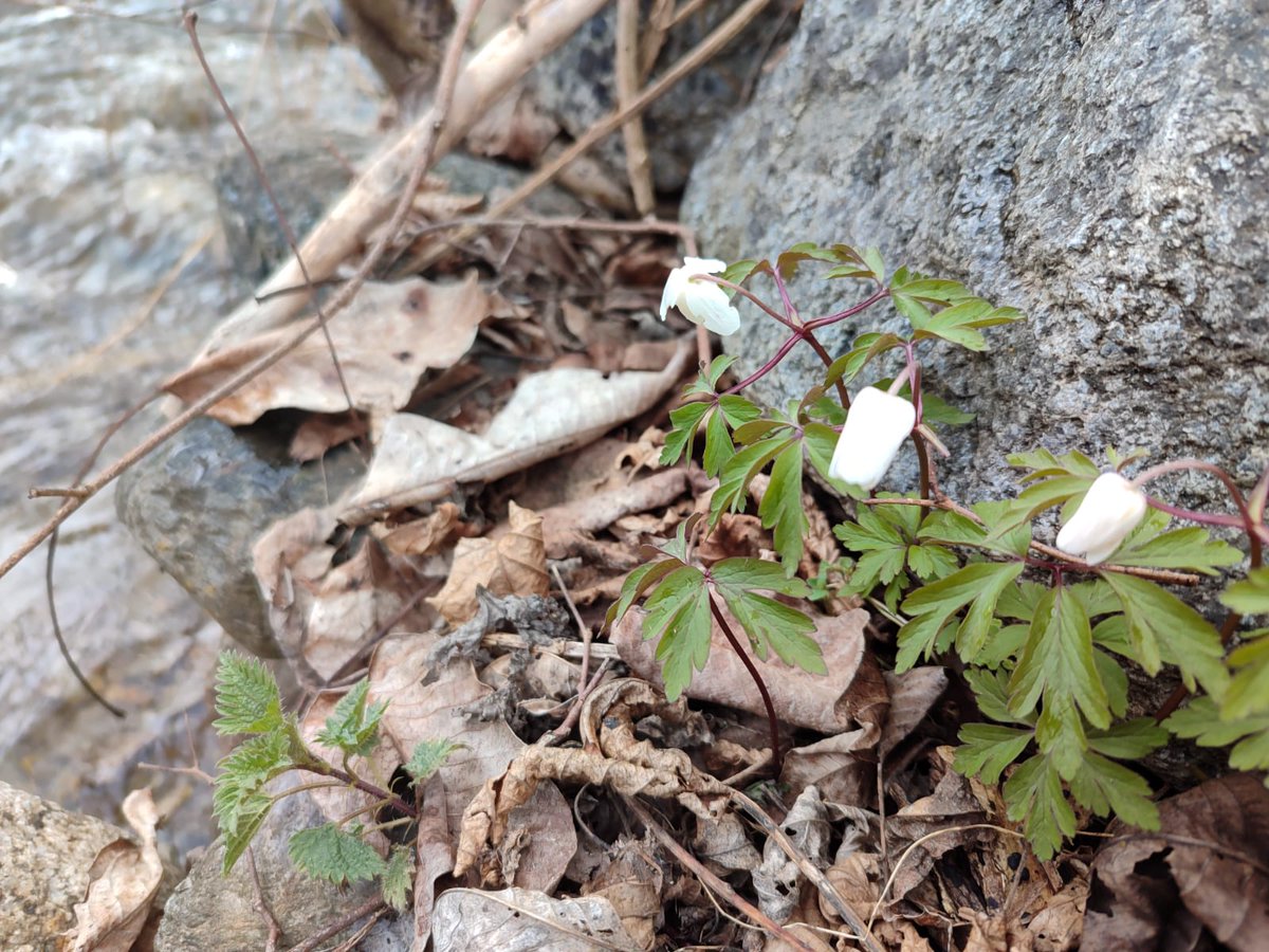 CdA Valls d'Àneu tweet media