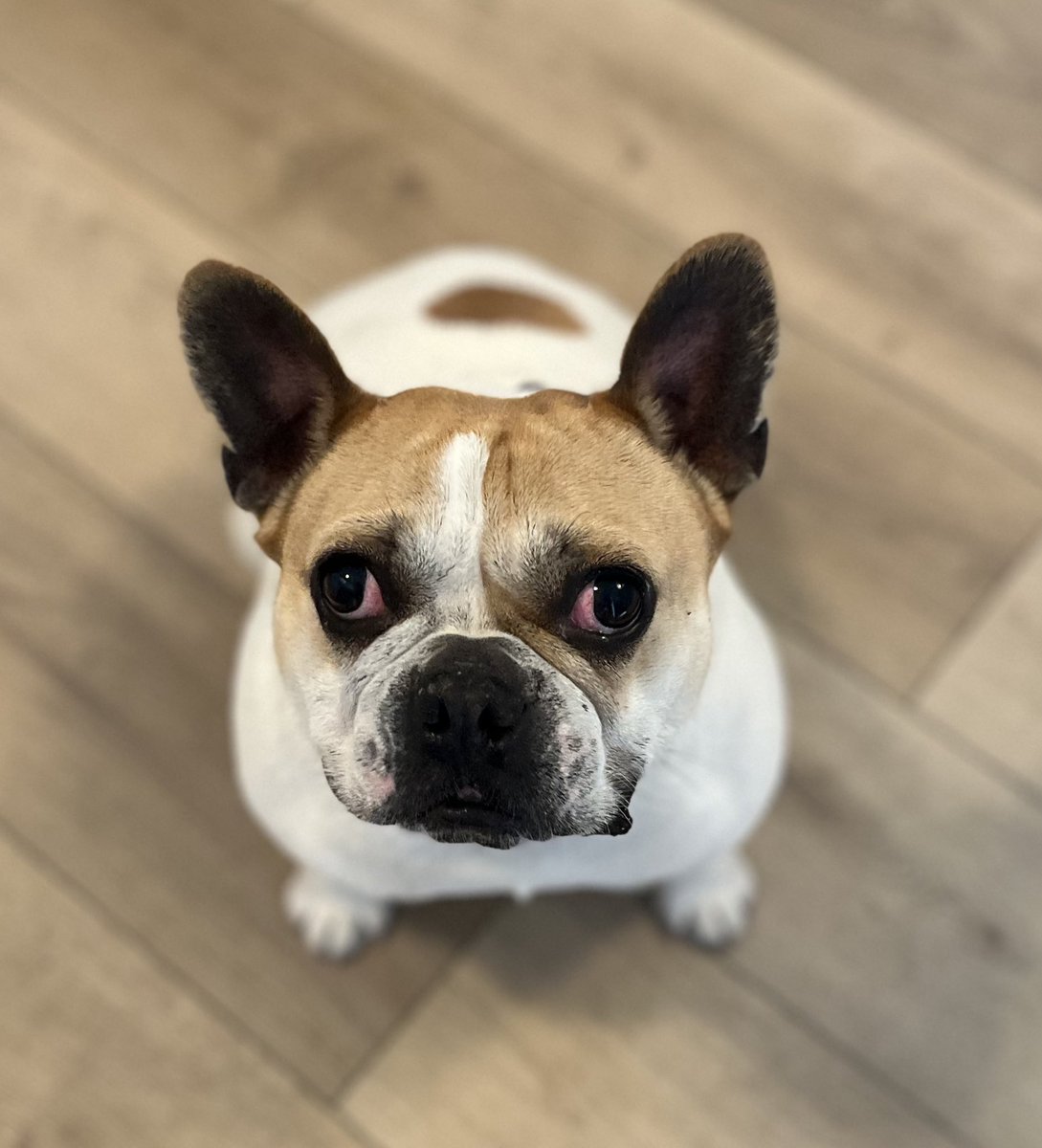 Kentucky Girl tweet media