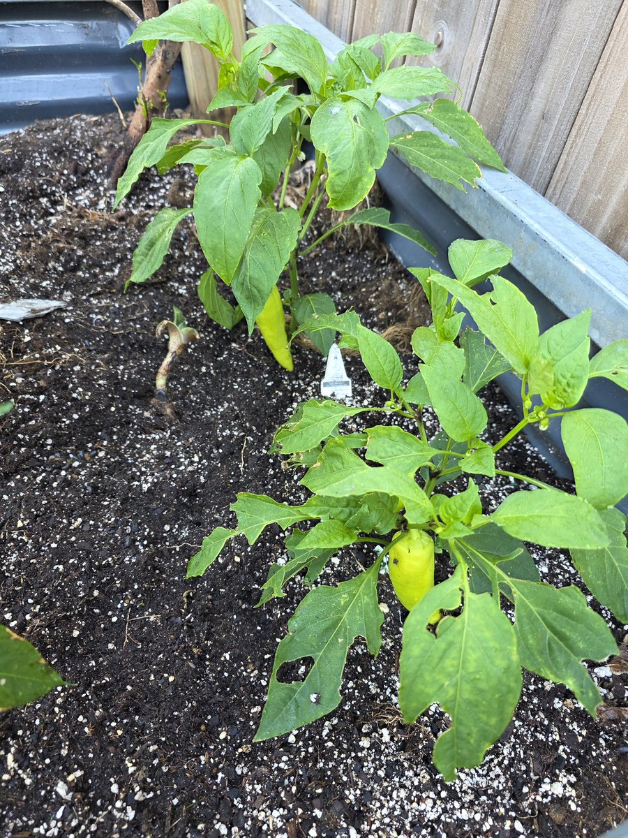 Loupey Gardener tweet media