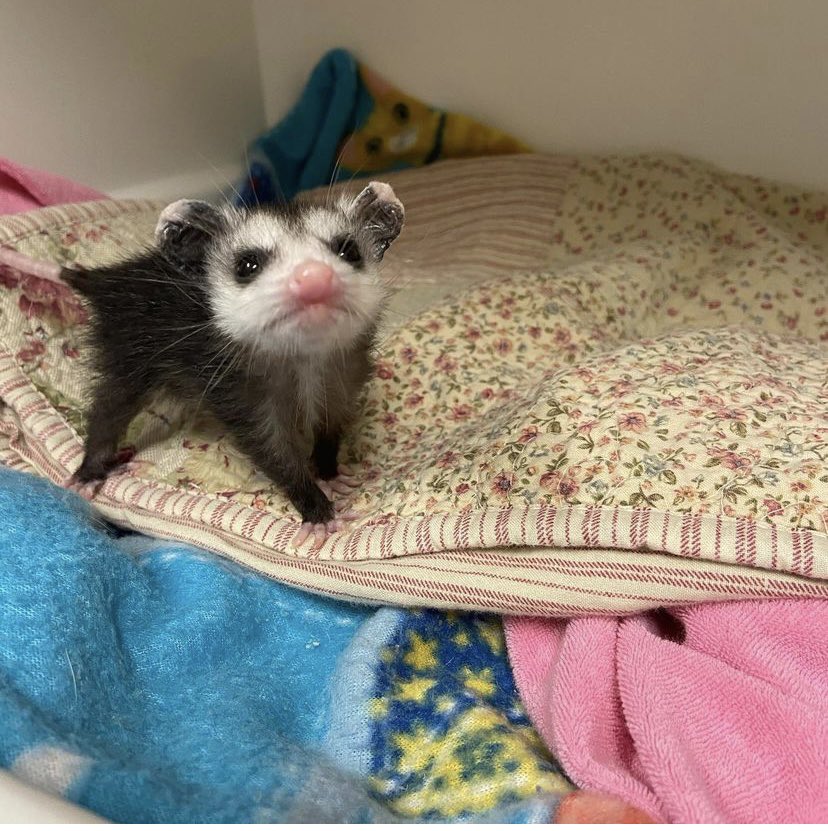 Possumeveryhour.io tweet media