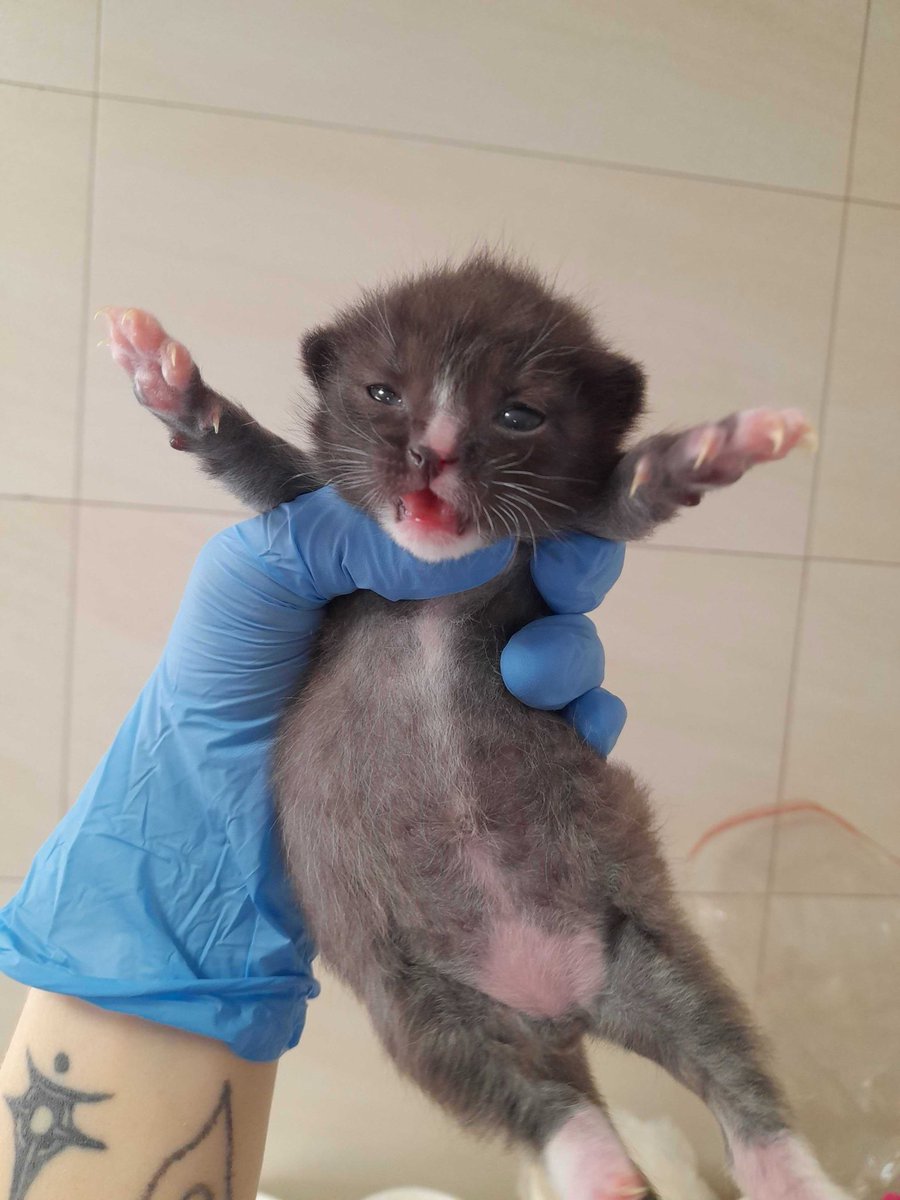 Fousky z.s. 🐈‍⬛ tweet media