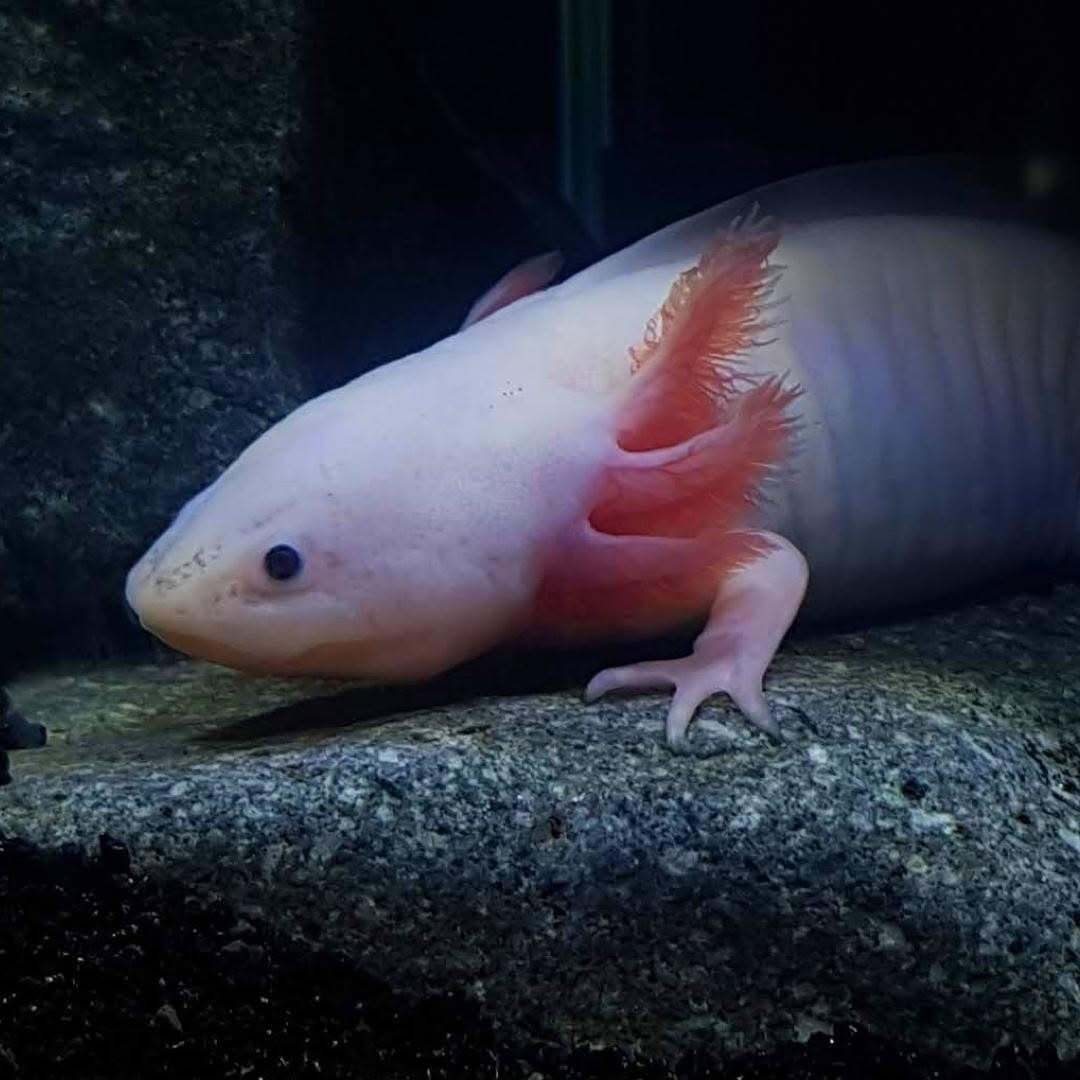 Once In A Wild tweet media