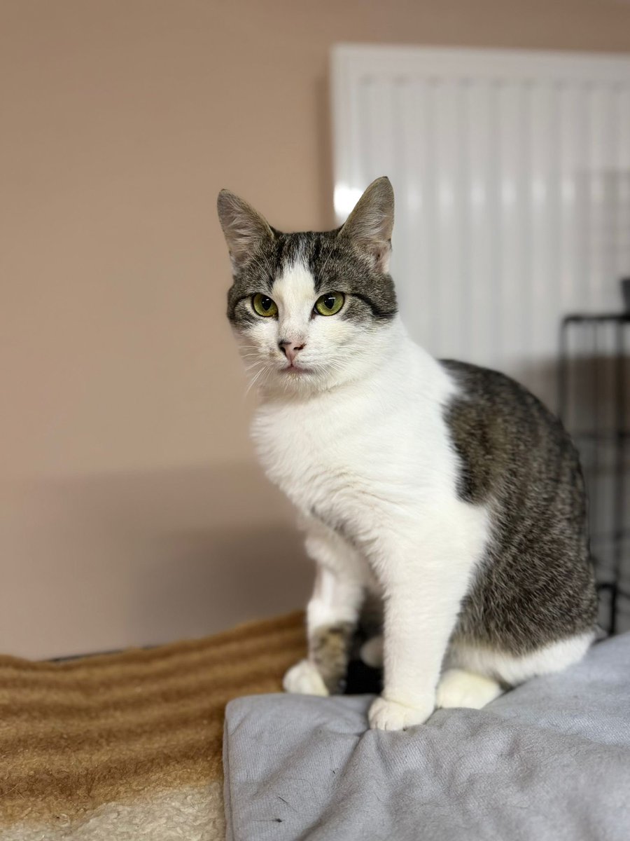 Przytulisko Głowno tweet media