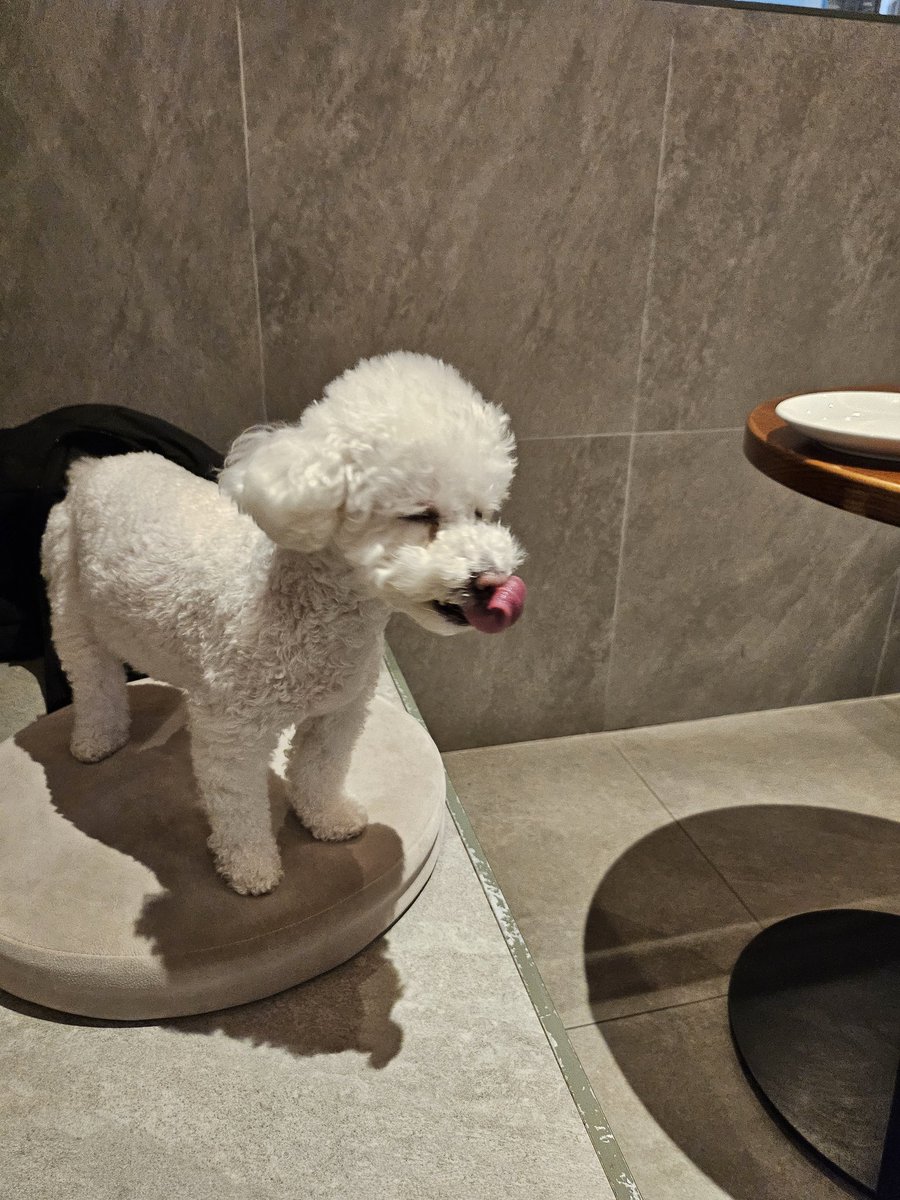 i think sunghoon goes on a date with gaeul on puppy day, cutiesttt 🙂‍↔️