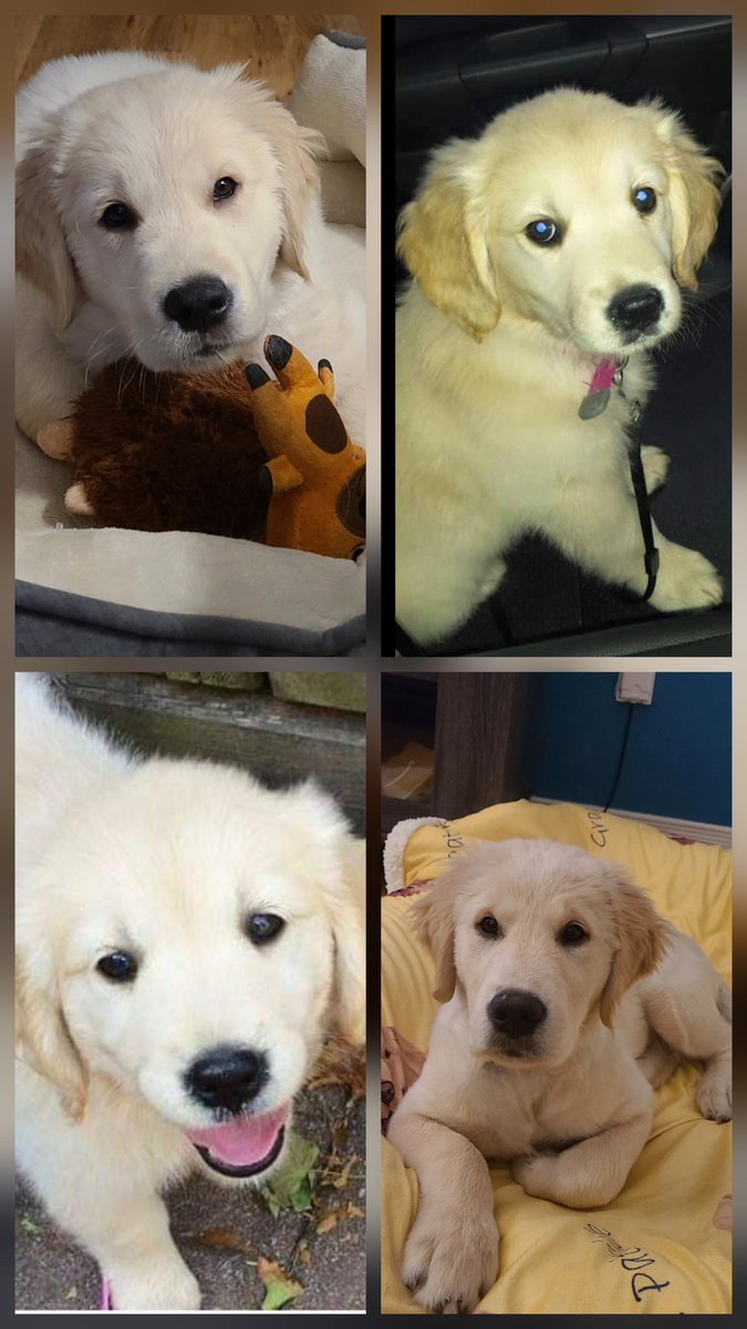 Courtney, Gracie & Patrick 🇨🇦🍁❄️☃️ tweet media