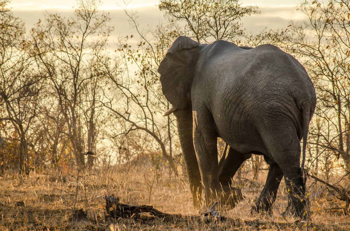 WildlifeACT tweet media