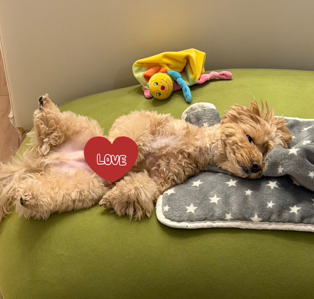 ふわふわマルプーのシフォン tweet media