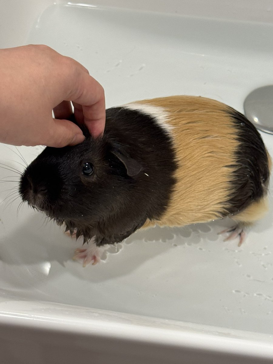 たけのこ tweet media