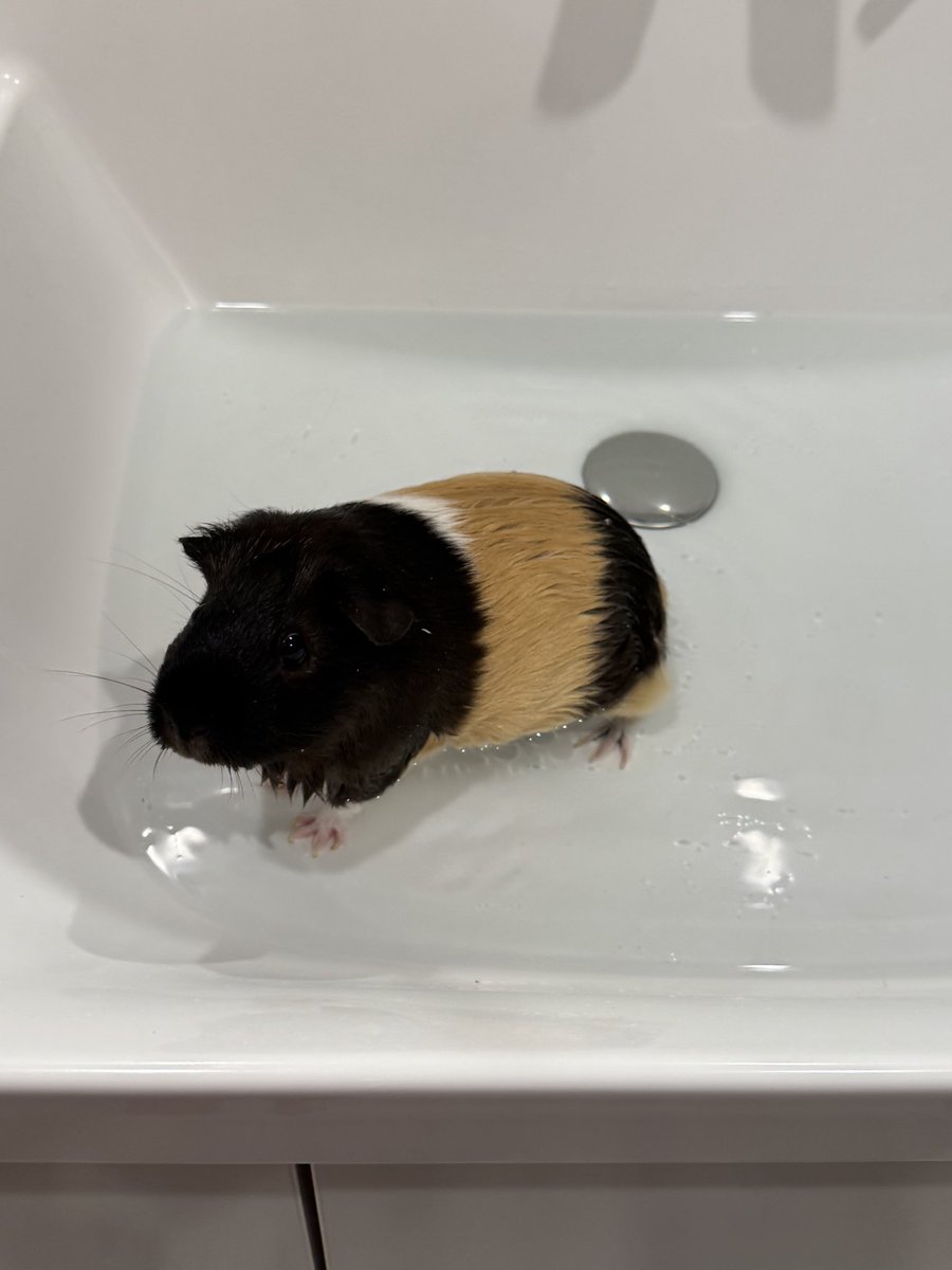 たけのこ tweet media