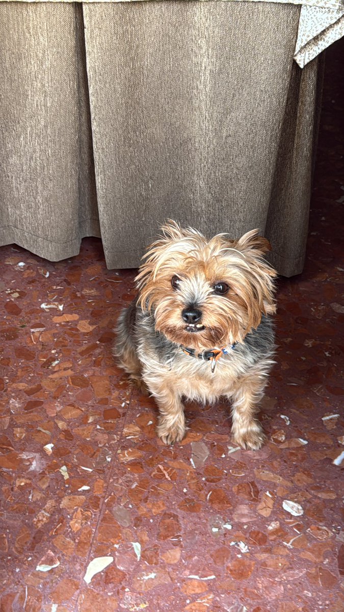 Mary Fernández 🌺 tweet media