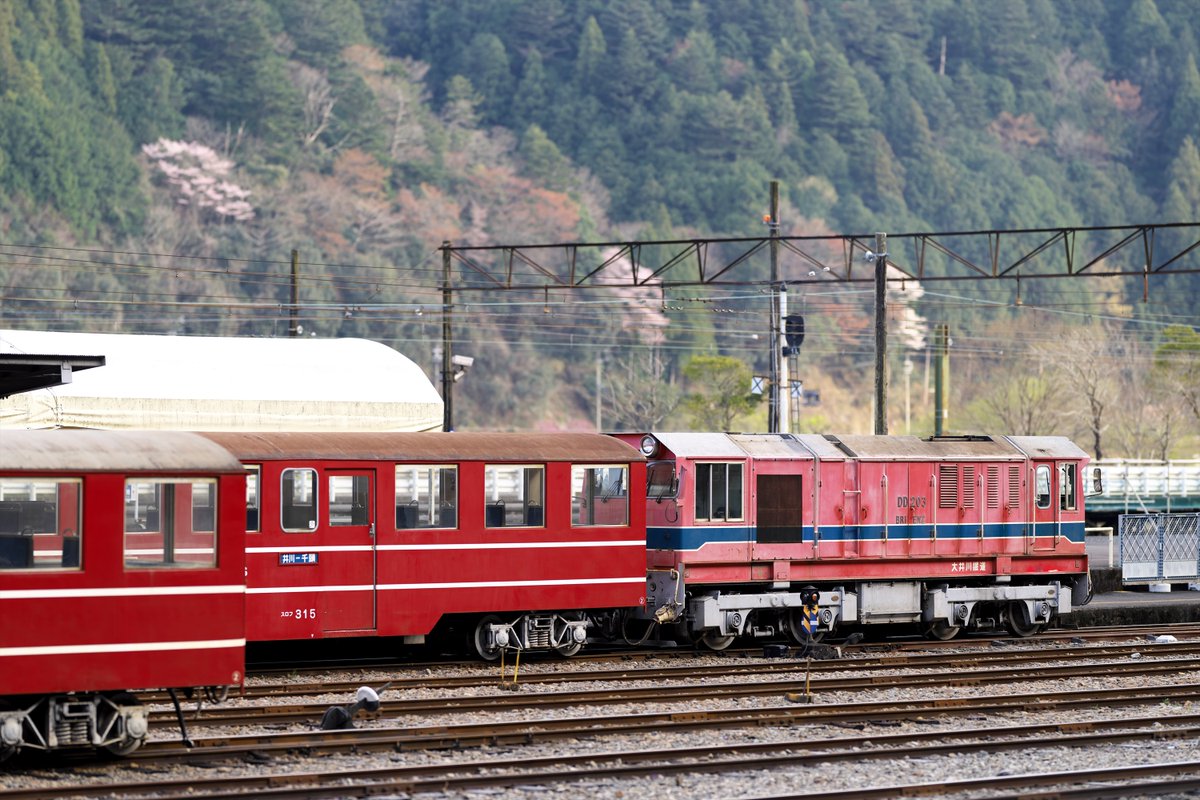 川猫山駅長 tweet media
