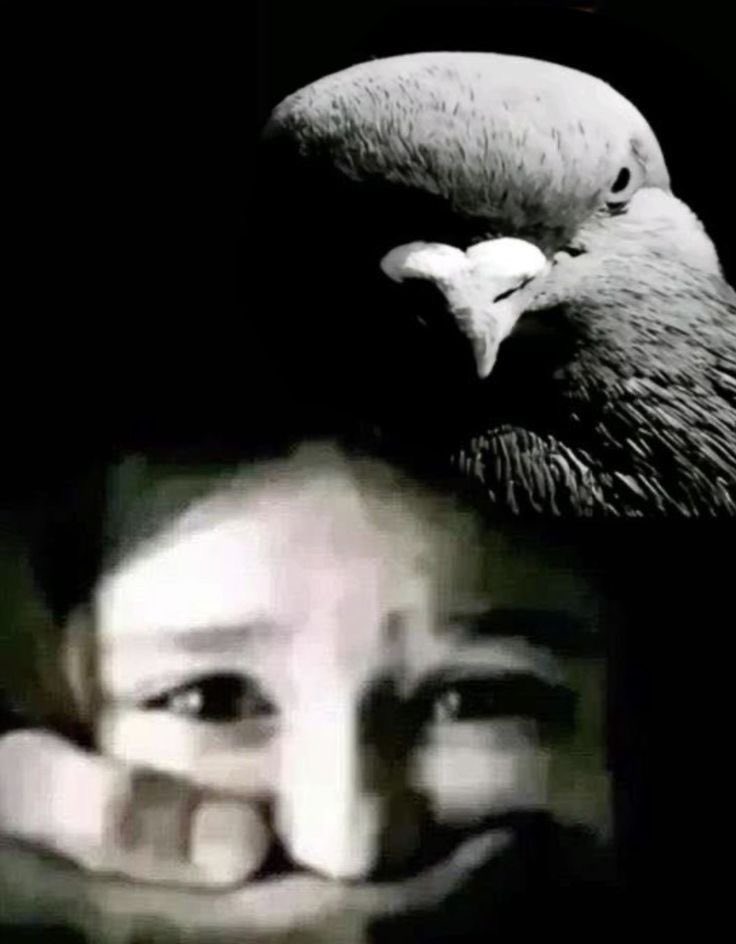 wallace miaou miaou tweet media