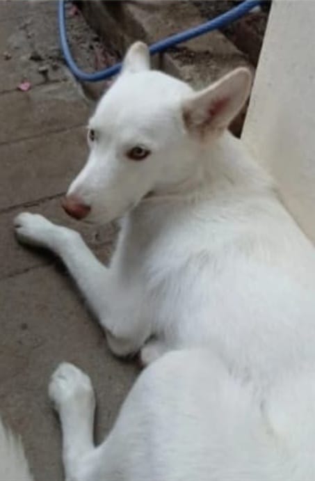 Alértux El Salvador tweet media