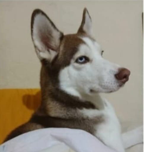 Alértux El Salvador tweet media