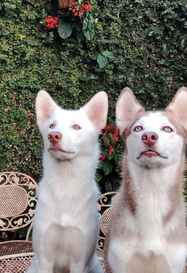 Alértux El Salvador tweet media