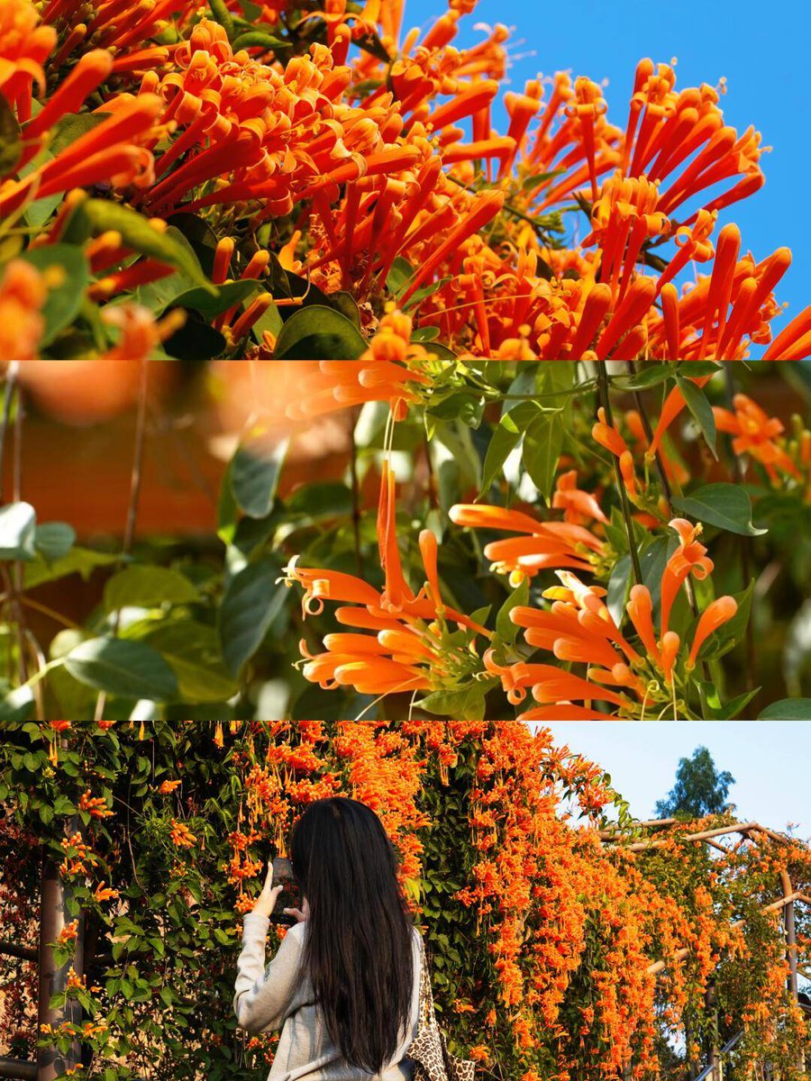 Al Demoplis tweet media