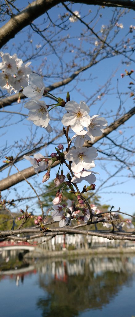 まりりこ🎹🎤7/6 LiMありがとうございました🫶 tweet media