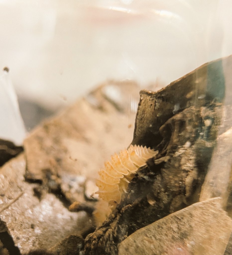 むしTシャツ tweet media