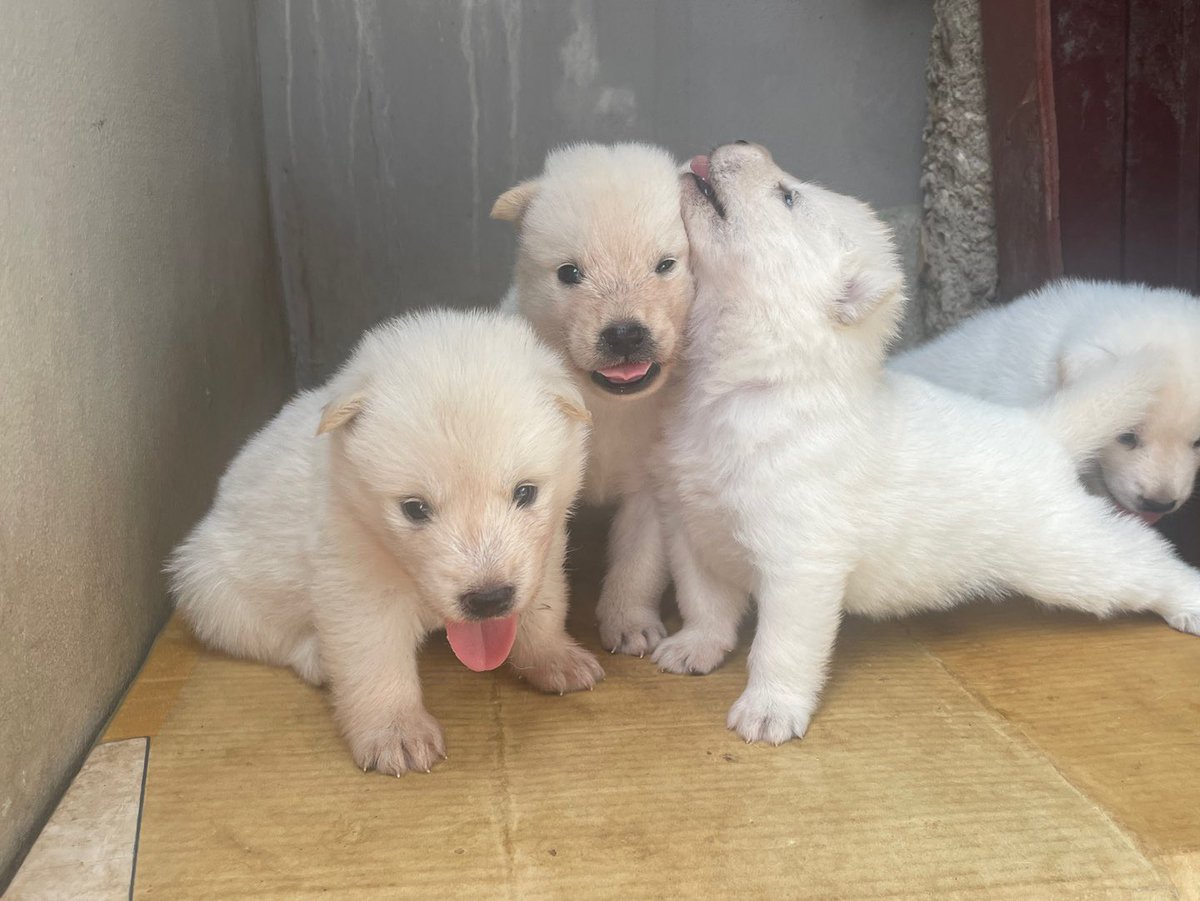 퀘이버 tweet media