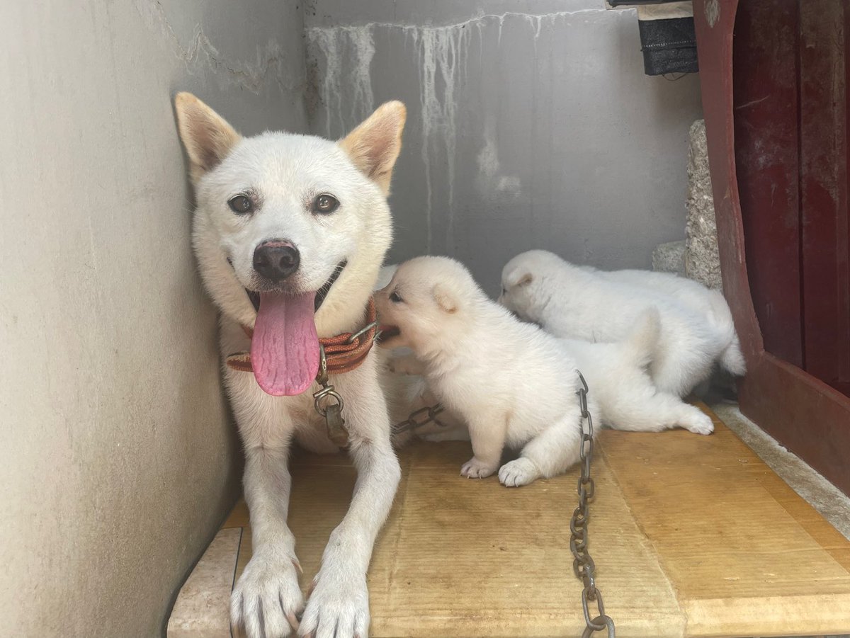 퀘이버 tweet media