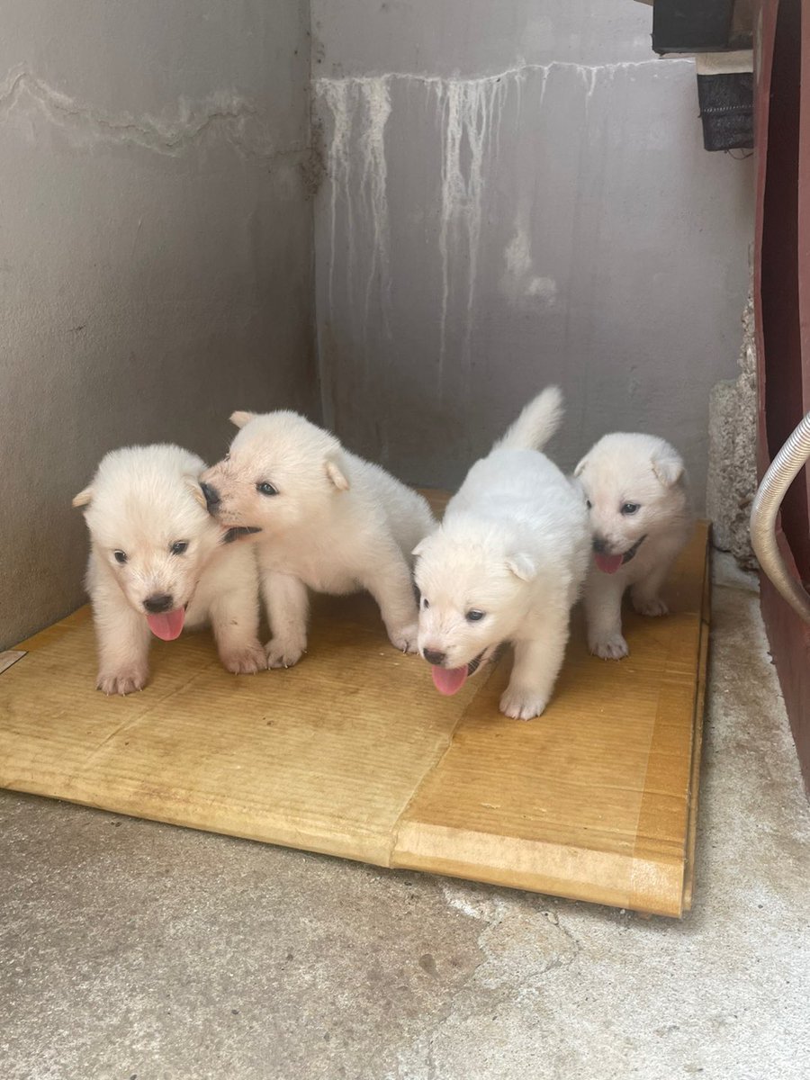 퀘이버 tweet media