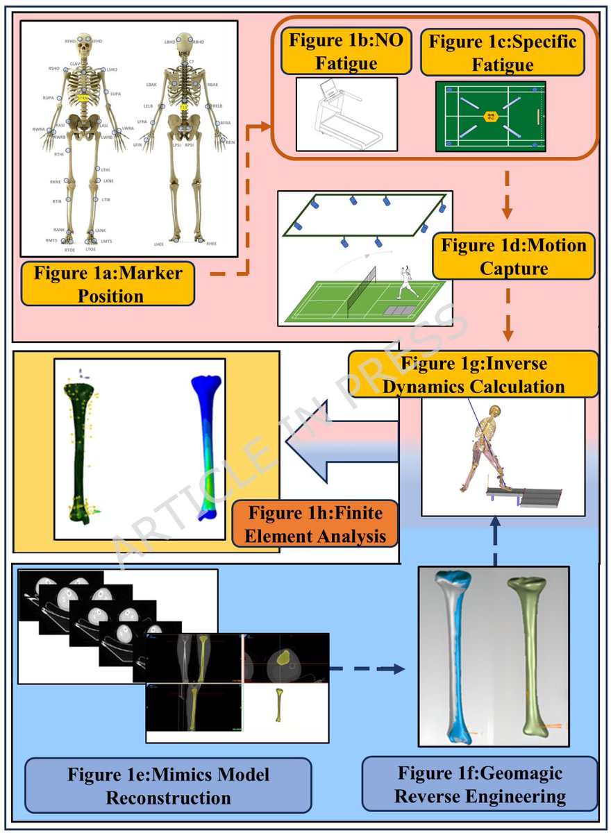 AnyBodyTechnology tweet media