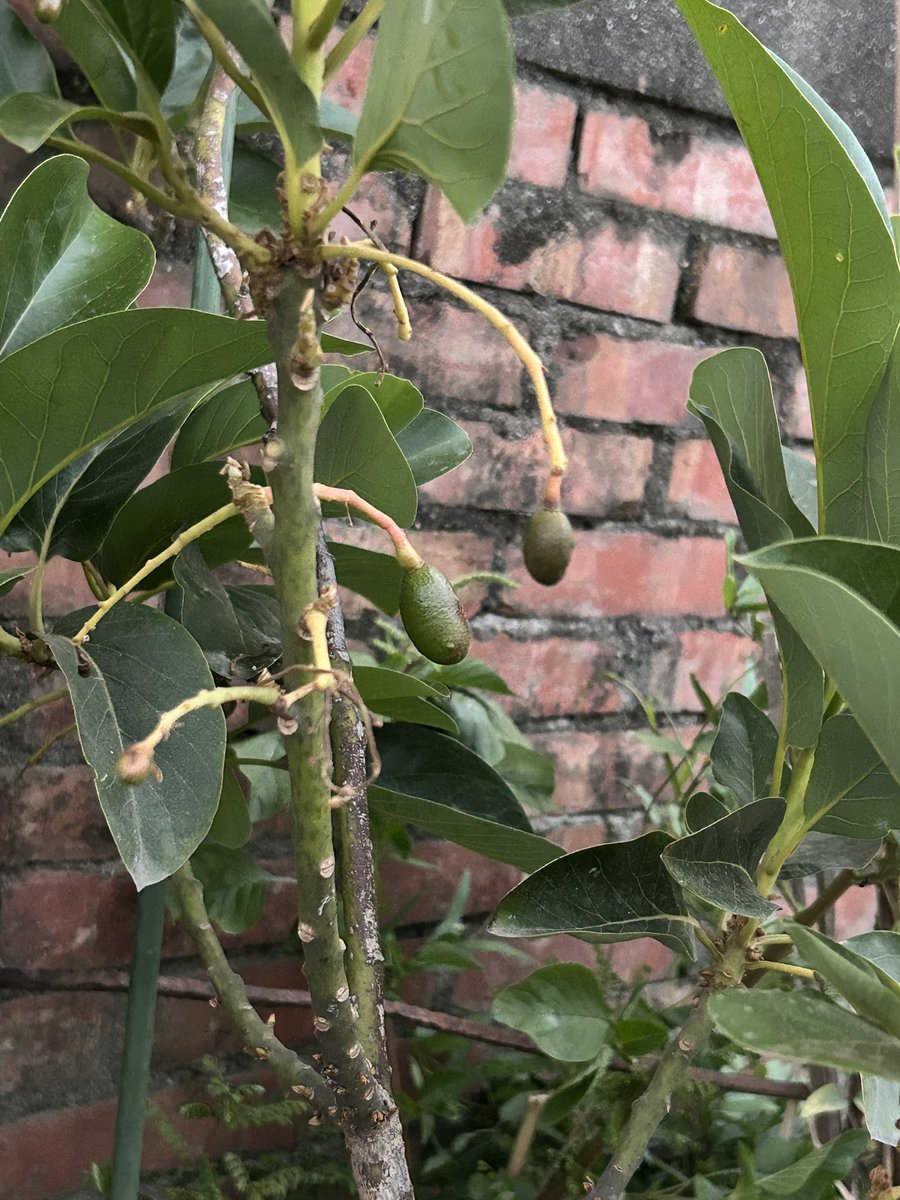 小鹿香煎 tweet media