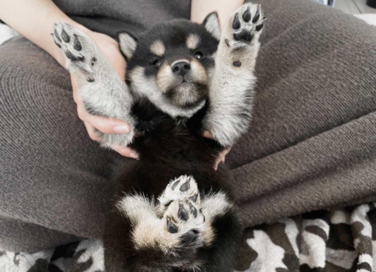 柴犬 大吉 tweet media