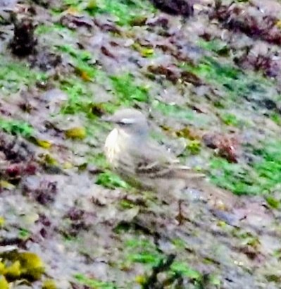 SCANNERMAN tweet media