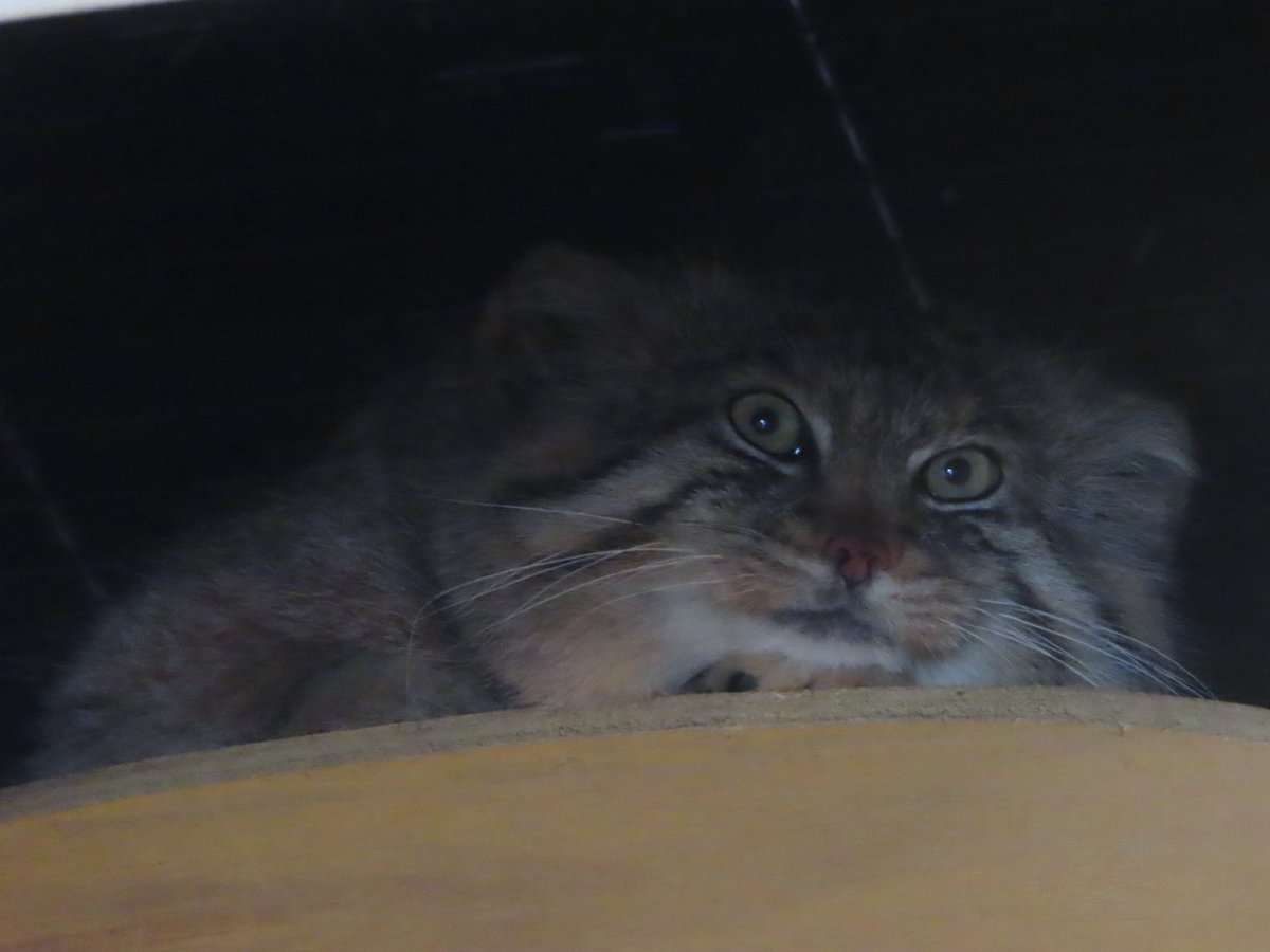 ゆーや★ tweet media