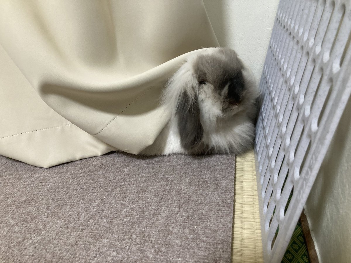 さとちー tweet media