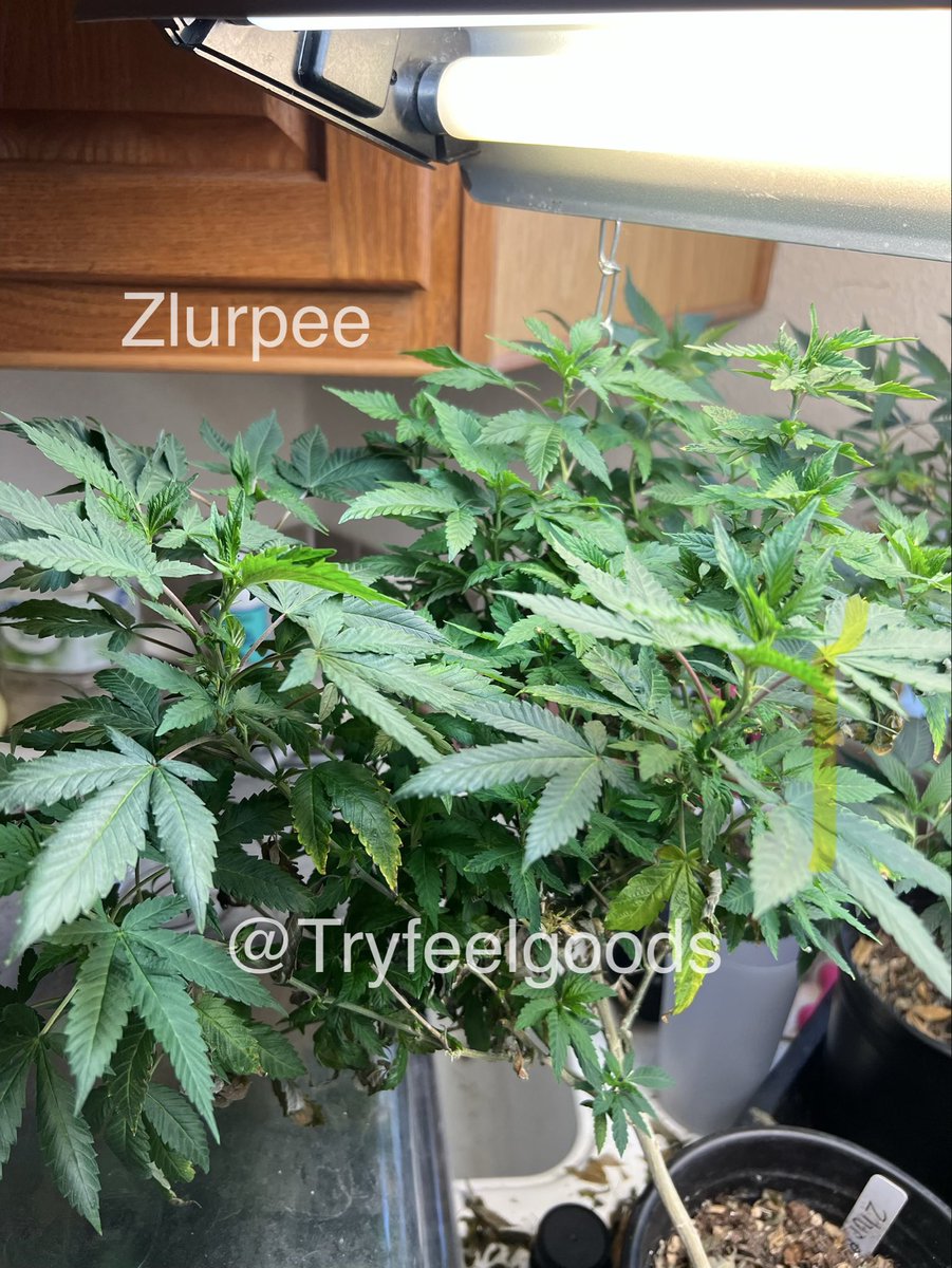 Feeling Good tweet media