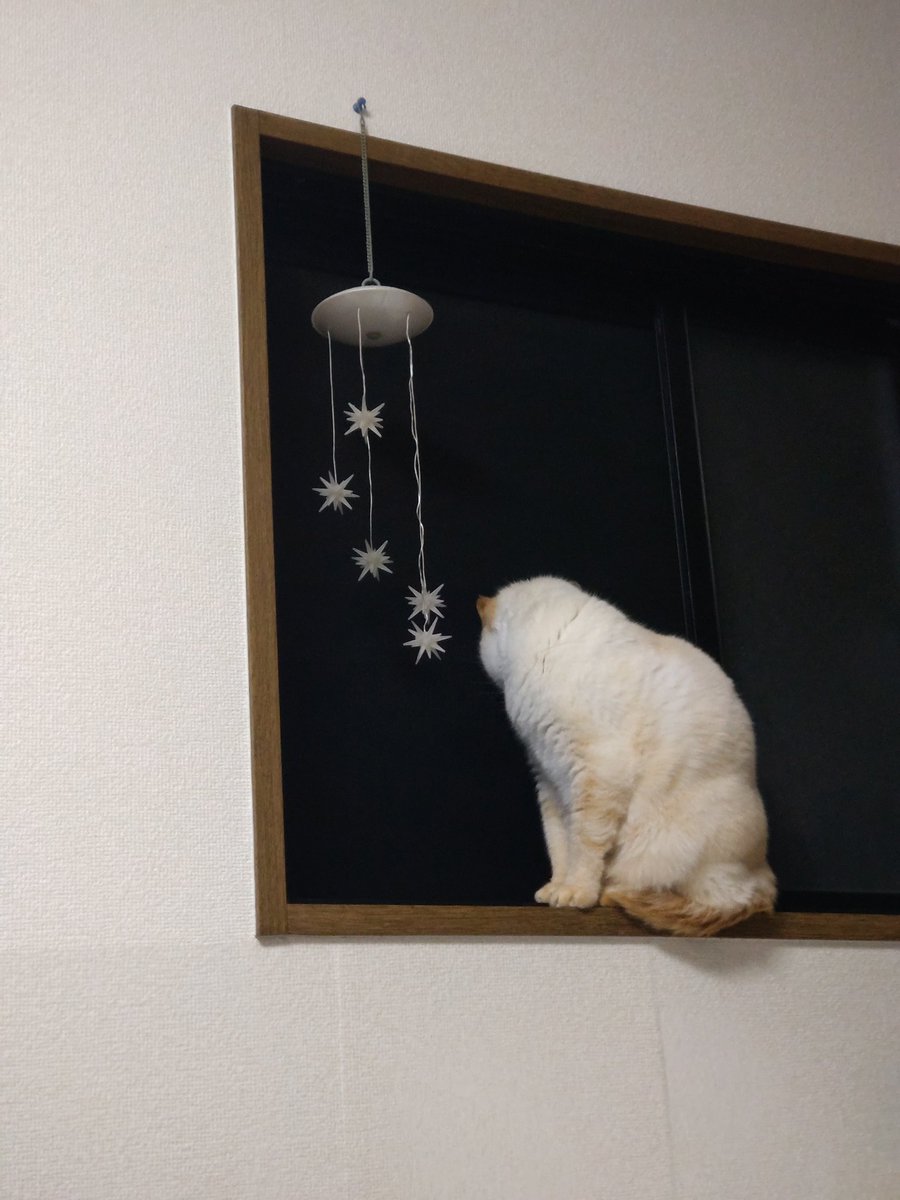 ぽこた tweet media