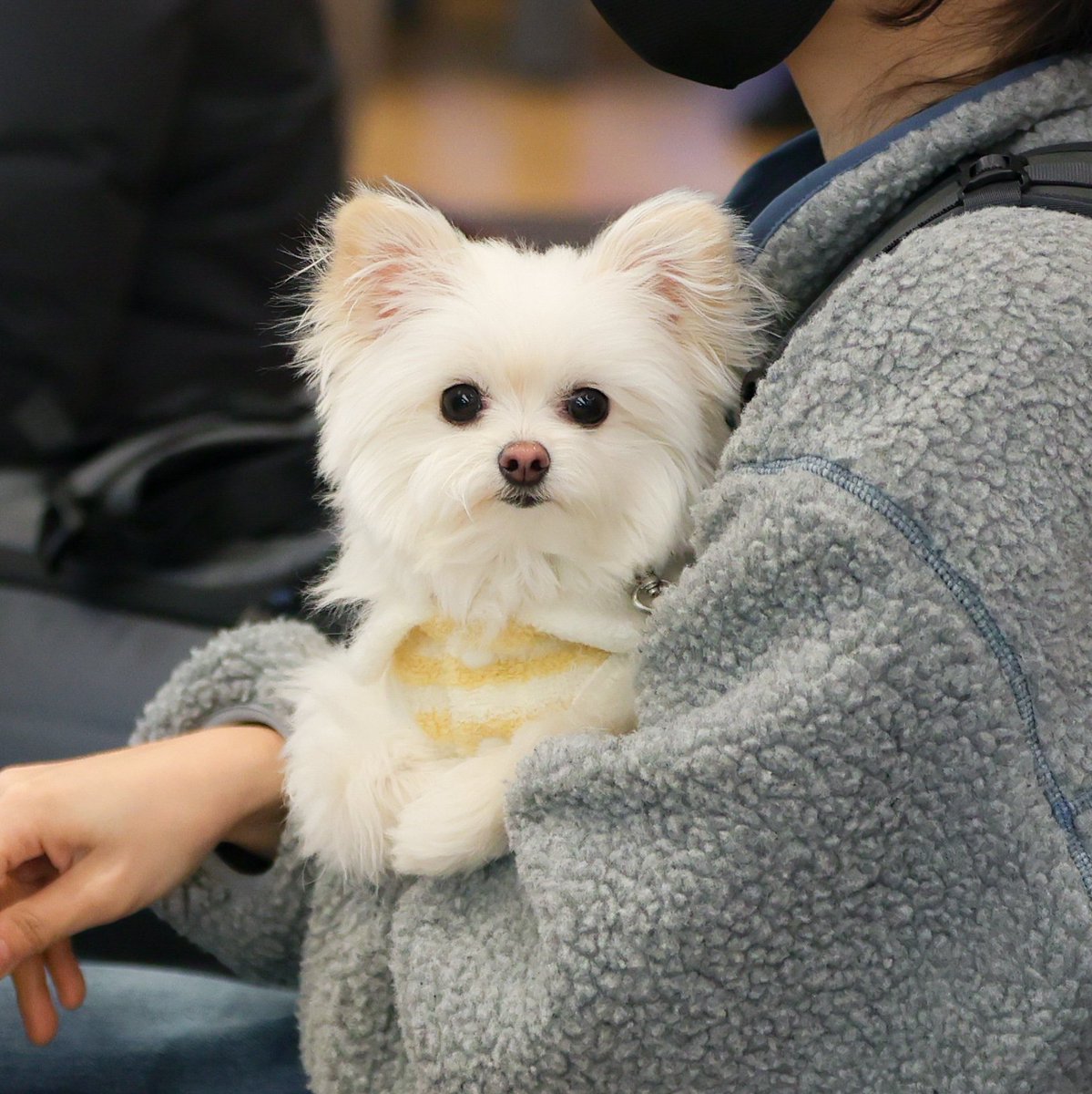 국제 강아지의 날