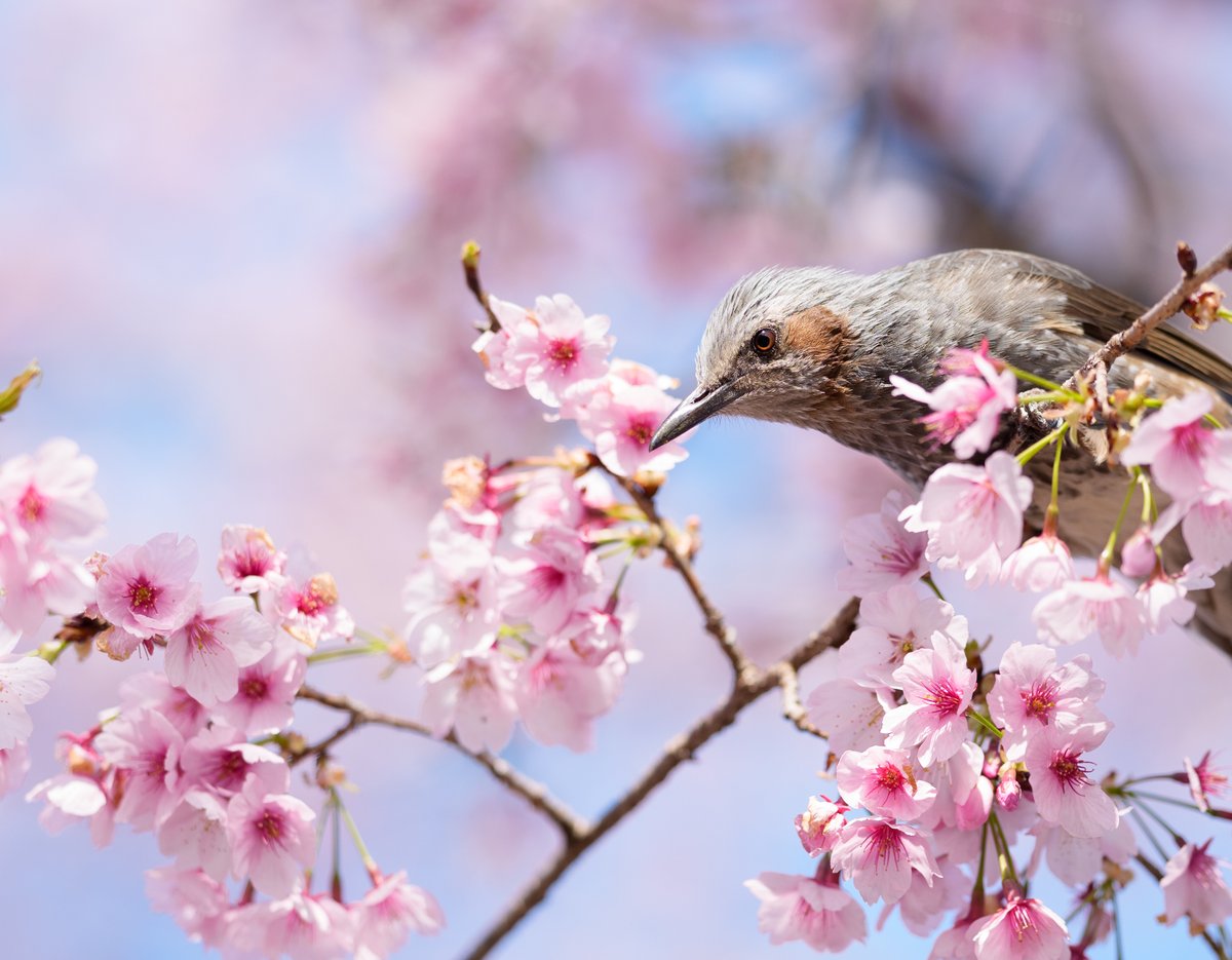 レンズフードって今5千円もするのか＿|￣|○ il||liｽﾞｰﾝ