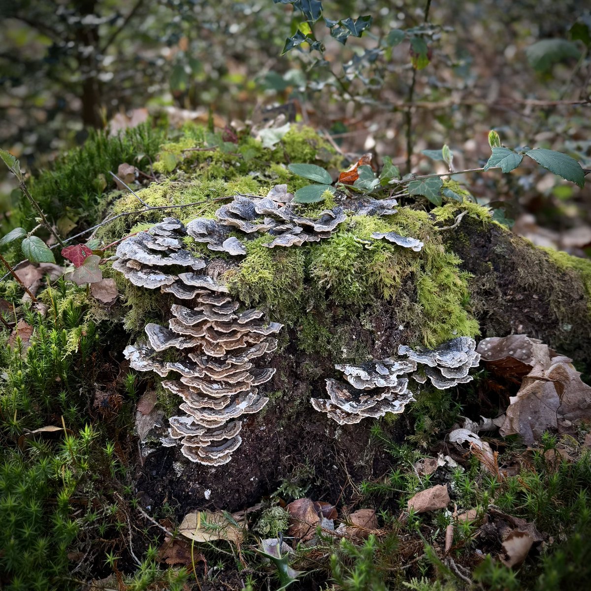 Top Stumps tweet media