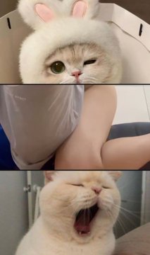 MY美伢 tweet media