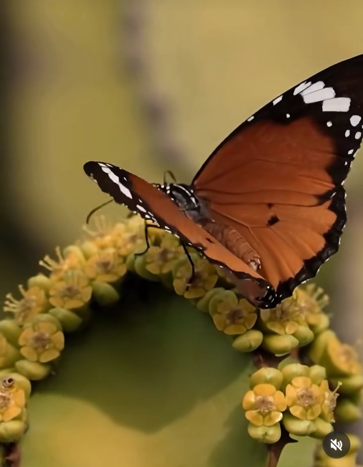 silvina de marco tweet media