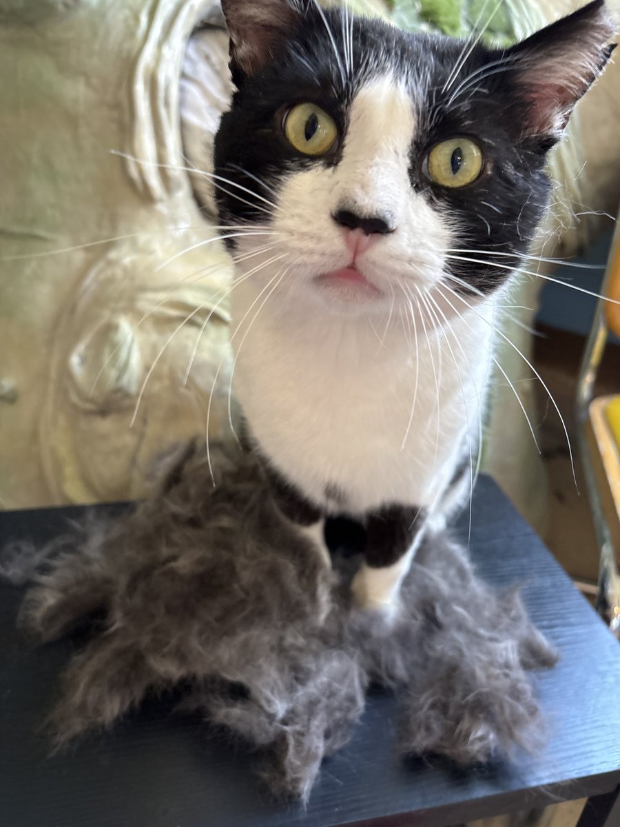 RappCats tweet media