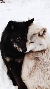 ℌ𝔞𝔶𝔩𝔢𝔶 𝔐𝔞𝔯𝔰𝔥𝔞𝔩𝔩 𝔏𝔦𝔱𝔱𝔩𝔢 𝔚𝔬𝔩𝔣 tweet media