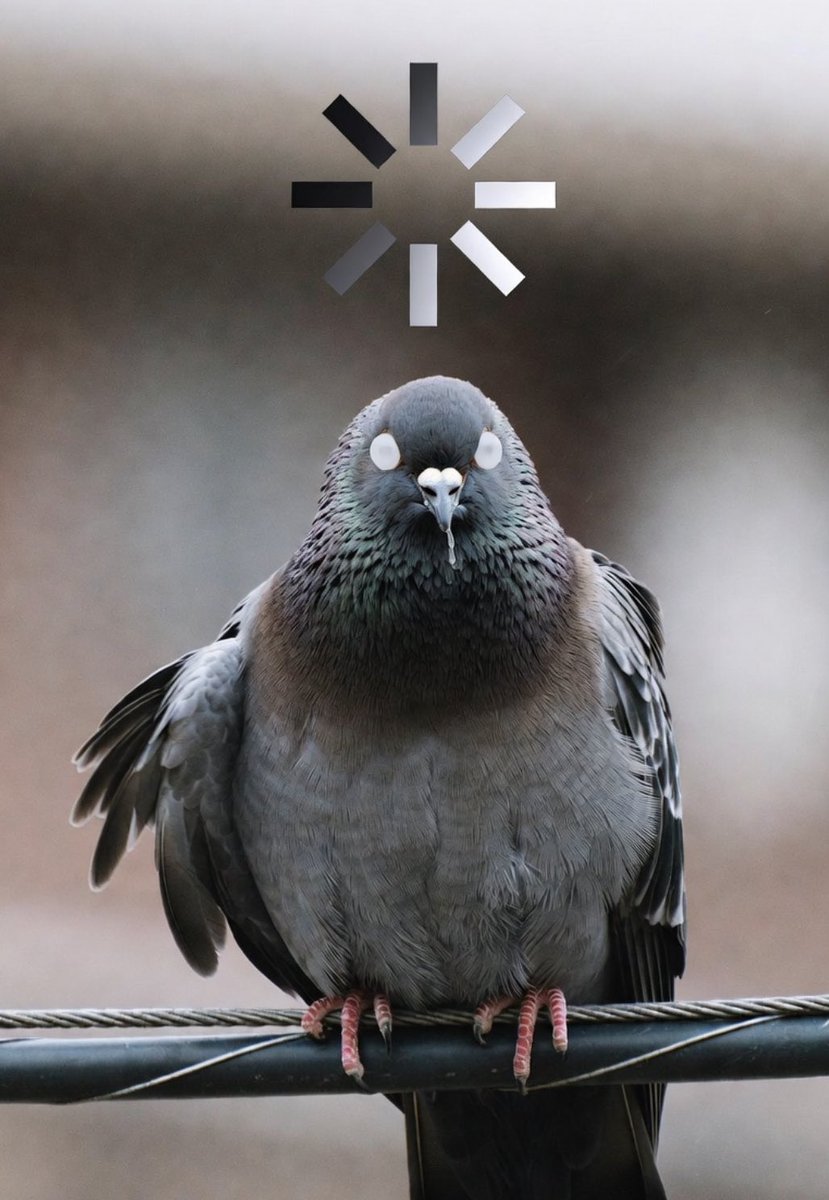 Birdbrain tweet media