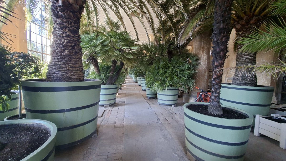 Yvonnchen10's tweet image. Wir hatten das Glück einen kurzen Blick in die Orangerie werfen zu können. 
Ab 16. Mai kommen die Pflanzen raus in den Park.
#Sanssouci 
#Park