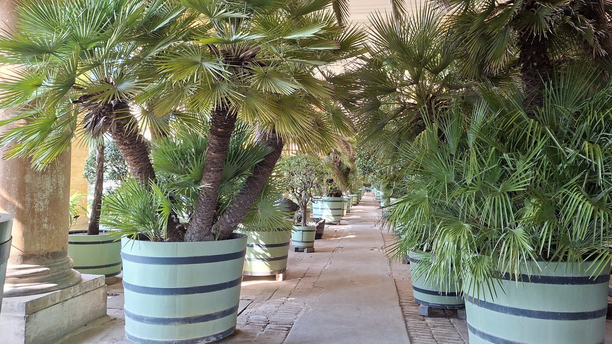 Yvonnchen10's tweet image. Wir hatten das Glück einen kurzen Blick in die Orangerie werfen zu können. 
Ab 16. Mai kommen die Pflanzen raus in den Park.
#Sanssouci 
#Park