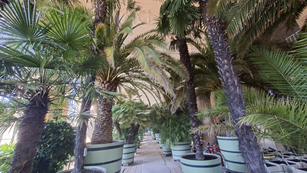 Yvonnchen10's tweet image. Wir hatten das Glück einen kurzen Blick in die Orangerie werfen zu können. 
Ab 16. Mai kommen die Pflanzen raus in den Park.
#Sanssouci 
#Park