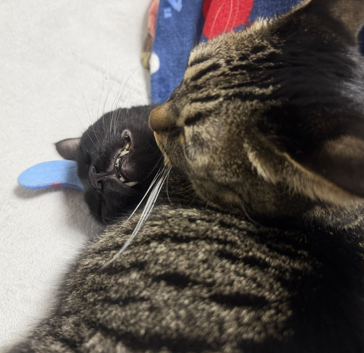 ねまきねこ@ふわこは tweet media