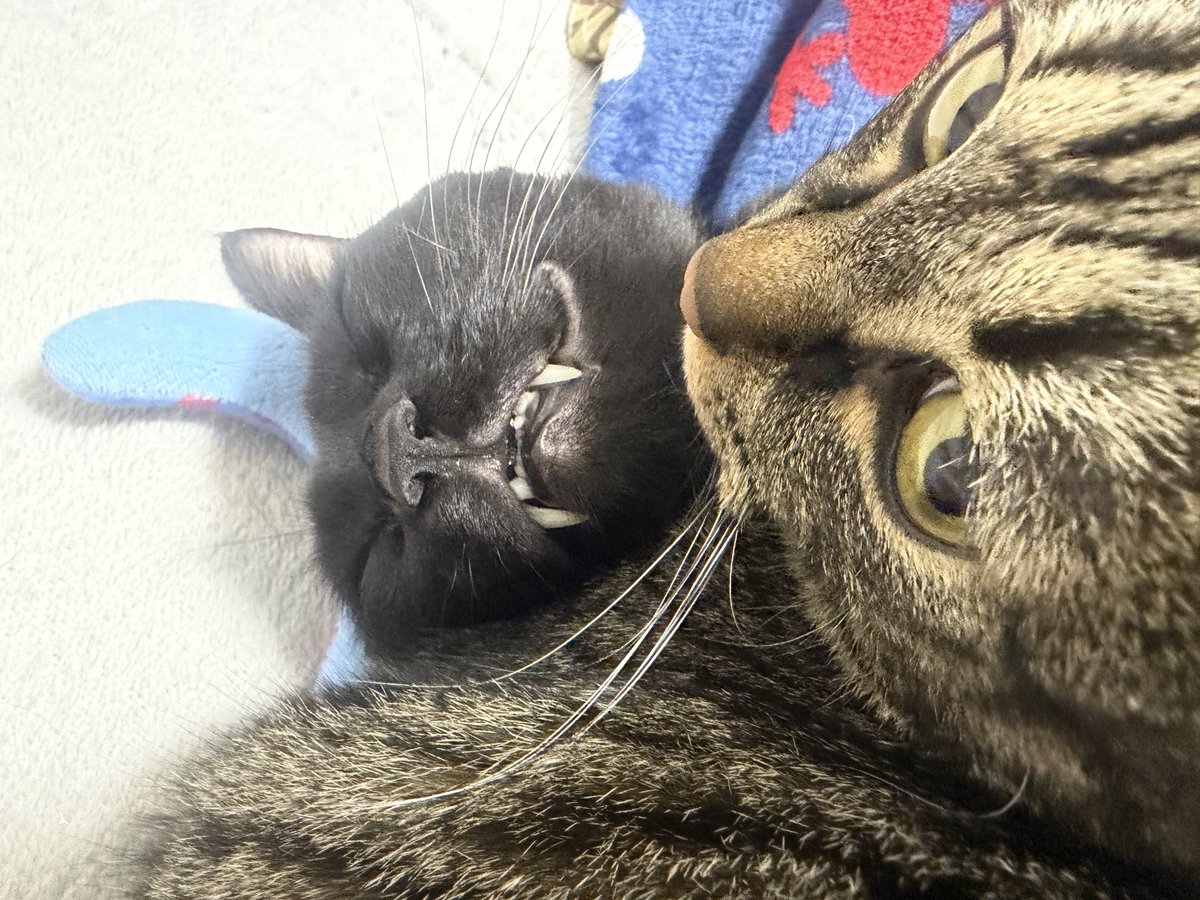 ねまきねこ@ふわこは tweet media