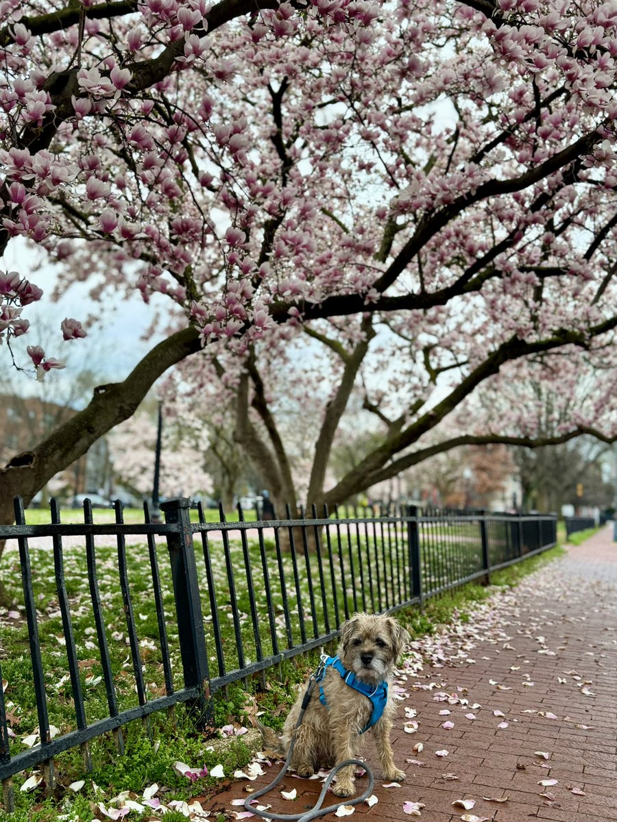 Topa Topa tweet media