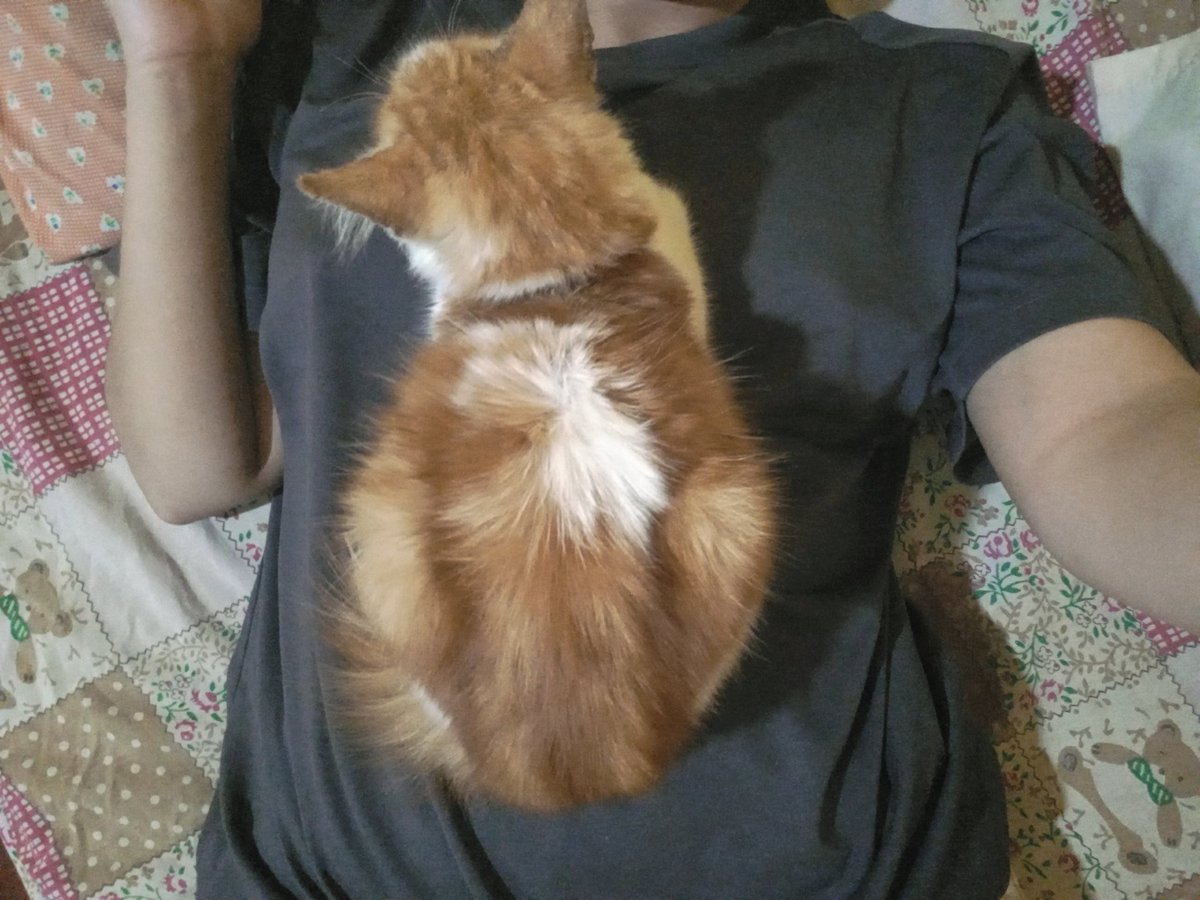 a Frou-Frou Fox in Midsummer Fires tweet media