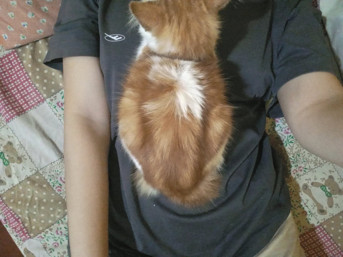 a Frou-Frou Fox in Midsummer Fires tweet media